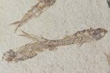 Fossil Fish (Knightia) Plate- Wyoming #111244-2